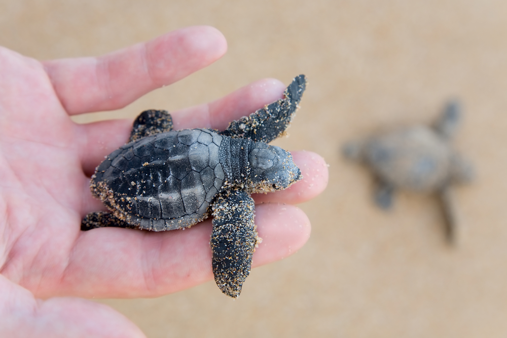 sea turtle baby header