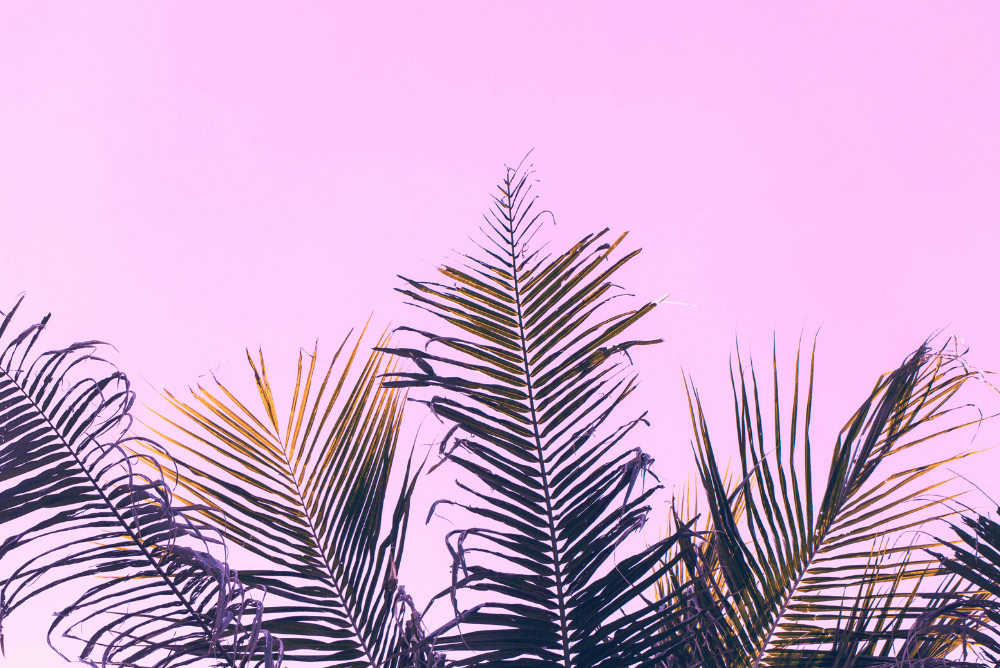 palms